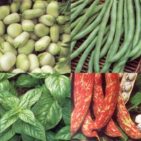 Beans and Herbs (@beansandherbs) Twitter profile photo