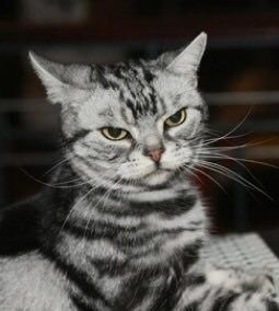 RobertOppenCat's profile picture. So Long, and Thanks for All the Fish