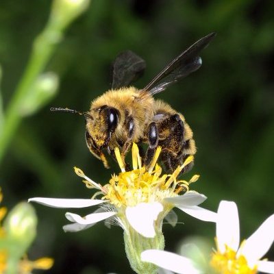 Supporting pollinators, empowering people who care. The WPP network shares information and resources in eastern Ontario and western Quebec.