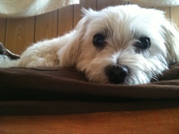 YouCan33's profile picture. 久留米ウエストポイント代表。音楽スタジオやってます。サッカー好きです。目標体脂肪率15%