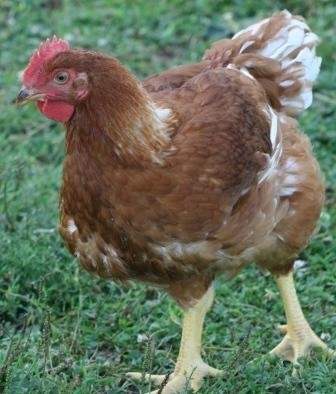 KONAPoultryFarm's profile picture. We sell free range chickens. Locally grown in Boise, ID.