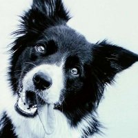 Chica the Border Collie(@Chicacollie) 's Twitter Profile Photo