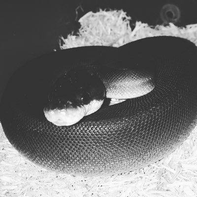 I love reptiles and own 11! I love learning about them as well as loving them! I'm here to spread awareness about reptiles!