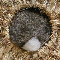 冬も終わるなあ (@fuyumoowarunaa) 's Twitter Profile