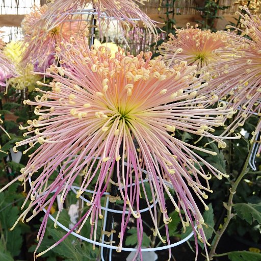 霞ヶ城の桜、 秋のお祭りと菊人形、
 智恵子の愛した
どこまでも青い本当の空
そしてキラキラ光る川面の阿武隈川
そんな二本松の季節の移り変わりやイベントをお伝えしていきます♪