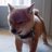 howtindog