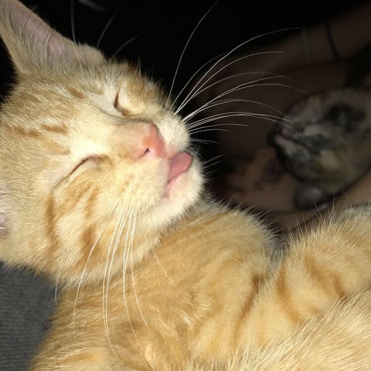 ihasproblem101's profile picture. (σ՞ਊ՞)Σ(゜-゜)