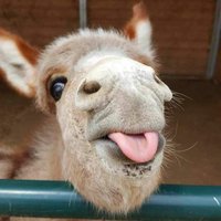BunnyIncognito (@lapindefluff) 's Twitter Profile