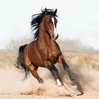 Horse Racebot(@horseraces_bot) 's Twitter Profile Photo