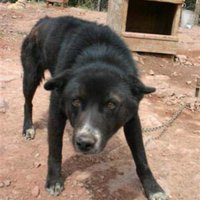 Sled Dog Watchdog (@sleddogwatchdog) 's Twitter Profile Photo Sled Dog Watchdog (@sleddogwatchdog) 's Twitter Profile Photo