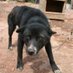 Sled Dog Watchdog (@sleddogwatchdog) Twitter profile photo Sled Dog Watchdog (@sleddogwatchdog) Twitter profile photo