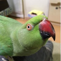 KAPUSERUDO(ぴいすけ) (@kapuserudo) 's Twitter Profile