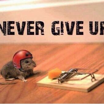 SonSouthAfrican's profile picture. Die hard