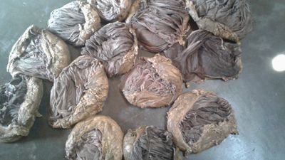 mdsaifu57939396's profile picture. exprot improt