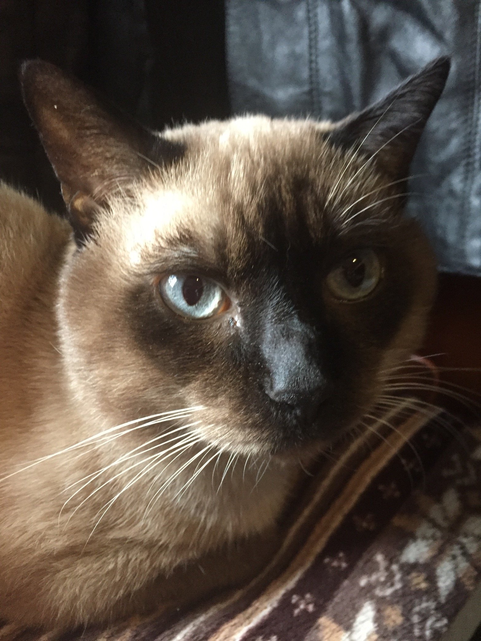 YanenElmo's profile picture. 