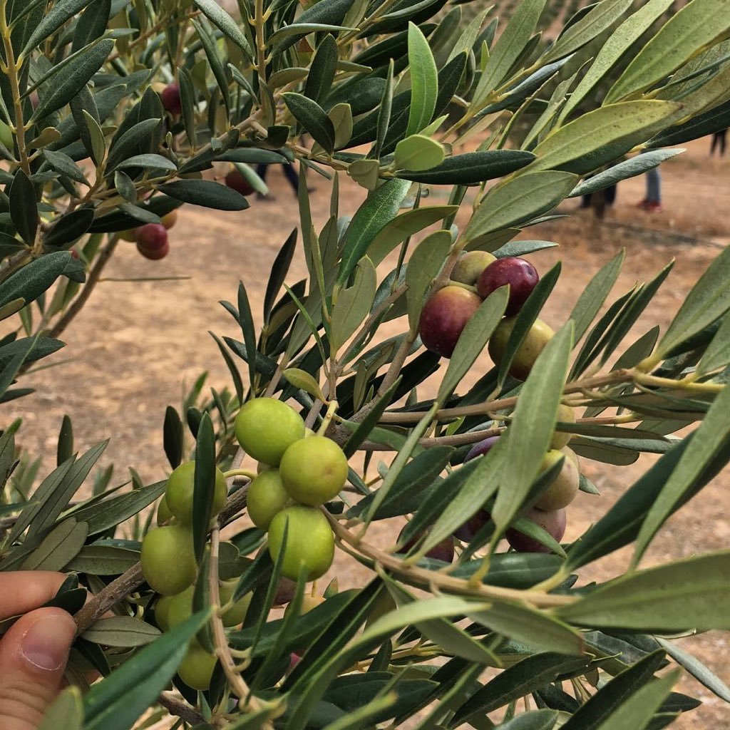 Almazara malagueña 5 años consecutivos Mejor AOVE #alimentosdespaña | Olivos centenarios agricultura biodinámica | Hojiblanca - Arbequina - Cornicabra - Picuda