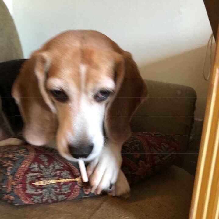 Ginger's dad. Deputy editor, Fast Company. Ice-cream maker. The pic is of my dog Moxie with a candy cigarette, not my daughter.