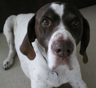 GeorgeUnleashed's profile picture. I was unleashed in Idaho; picked up by a kill shelter;  rescued by a Canadian; adopted by a Cesar wannabe. Next step-meet Cesar Millan.