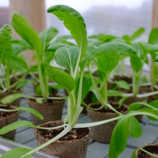 JuanAntonioSEP's profile picture. 