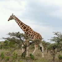 wathitu peter (@wathitup) 's Twitter Profile