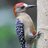 WoodpeckersBCP