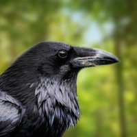 Golden Corbeau (@g_corbeau) 's Twitter Profile