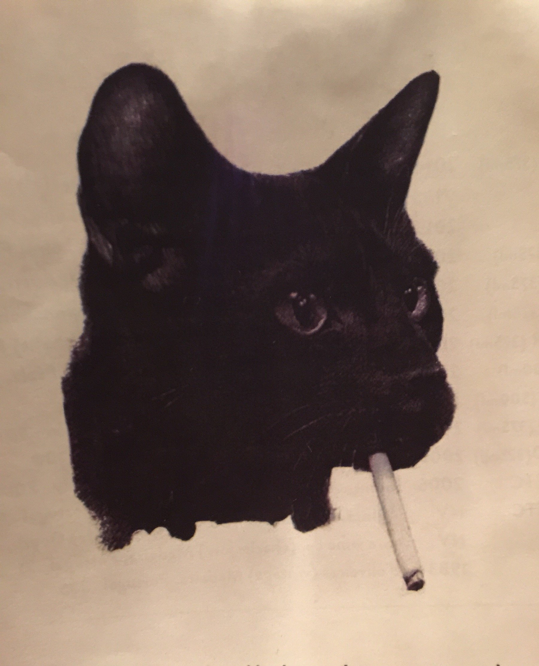 picklesnpokemon's profile picture. 