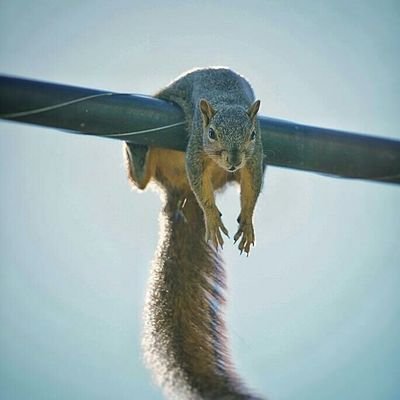 NoveltyWomble's profile picture. Really should be better at things than they are