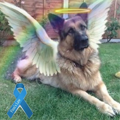 Mum of Blue 💙 the brave GSD who battled cancer, he was so special,now sadly at 🌈 with his brother Shep & kitty sisters. Mum of Solar & Ocean. GSD brothers 🐾