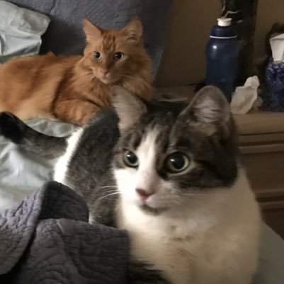 Two tabby cats completely opposite. Mia, diabetic, queen of catitude. McLovin, king of love and all his gingery floof.