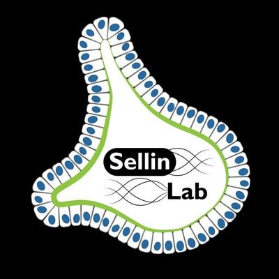 The Mikael Sellin & colleagues infection biology laboratory at Uppsala University/SciLifeLab. MS responsible for tweets.