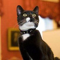 Evie the Cat(@HMCabinetCat) 's Twitter Profile Photo