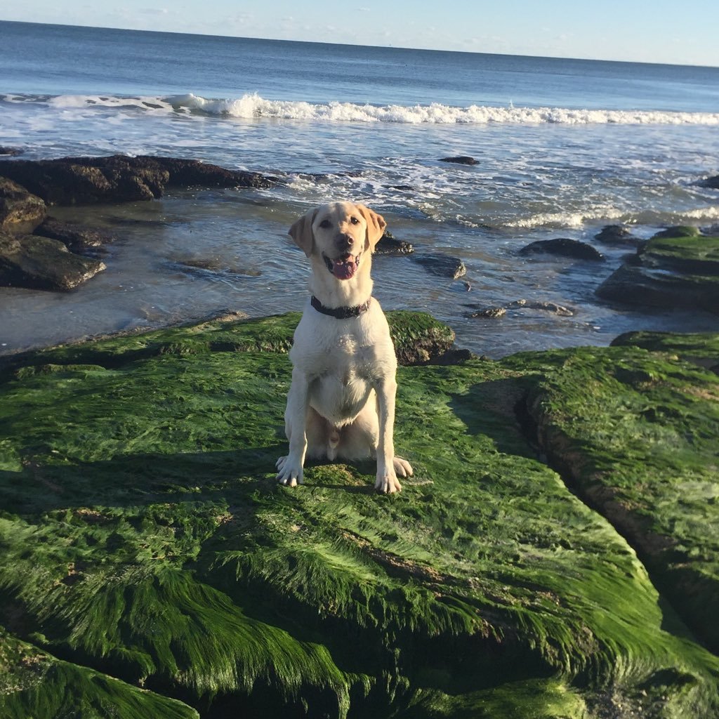 kncsu94's profile picture. CFO Wolfpack Club - Go PACK!