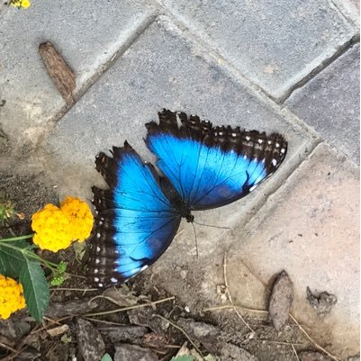 ikbergstrom's profile picture. Staff Attorney at Neighborhood Legal Services.  Legal aid for life.