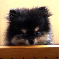 ポメころび❤️ z3sTsIo4_200x200.jpg