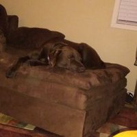 Shcnutz (@blegs4r) 's Twitter Profile