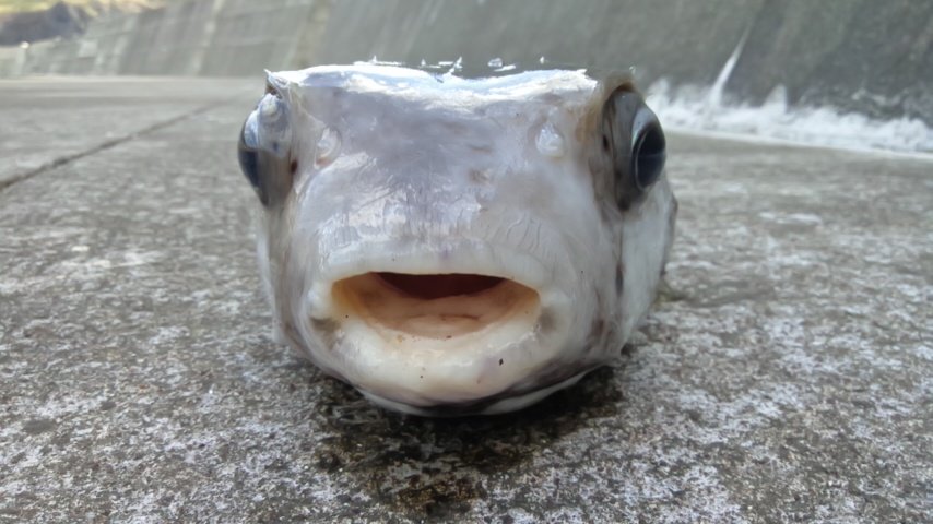 Reel_migimaki's profile picture. の産卵を見に行きたい