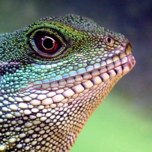 ReptileGifts's profile picture. Looking for reptile gifts? Look no further! We specialise in all sorts of #reptile goodies, check out our website now! #TeamFollowBack