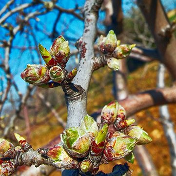 Researcher interested in plant (eco)physiology, water and nutrient use efficiency, organic agro-ecosystems, soil-plant relationships