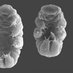 TardigradesPapers (@tardigrpapers) Twitter profile photo TardigradesPapers (@tardigrpapers) Twitter profile photo
