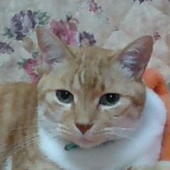 CatRock (@RockCatRock) / X