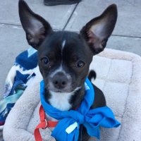 All4Paws Animal Rescue (@all4pawssc) 's Twitter Profile