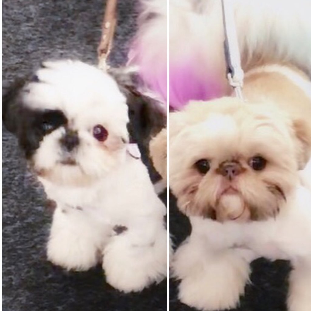 mowienzeppelin's profile picture. We're Mini Shih Tzu half sibs exactly 3 weeks apart. Stay tuned for our big adventures with the 'rents @unleighshed + @tedfujimoto! 💜💙🐾🌎🌺🚀
