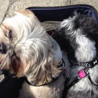 Gillian (@garblaster) 's Twitter Profile