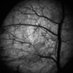 Narasimhan Rajaram (@rajaramlab) Twitter profile photo Narasimhan Rajaram (@rajaramlab) Twitter profile photo