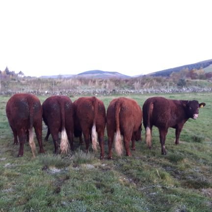 Tenant farmer in the Angus Glens, Lleyn and NC Cheviot Ewes, expanding suckler cow herd and pedigree Salers.