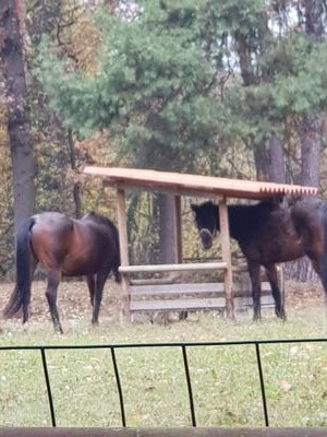 saetta85's profile picture. 