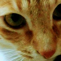 Yossarian Dunbar (@yossariandunbar) 's Twitter Profile