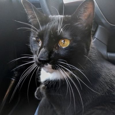 TeraByteKitty's profile picture. I am TeraByte. Chief investigative detective. Hunter of bugs. Crinkler of bags. Headbutt extraordinaire.