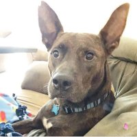 FloridaUrgentRescue (@flurgentrescue) 's Twitter Profile